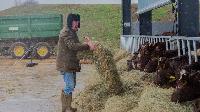 Click to watch 'Badgering' (popup) Clarksons Farm